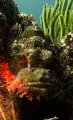   Scorpionfish conveniently waiting me safety stop  